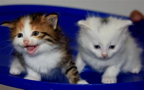 K­a­h­v­e­r­e­n­g­i­ ­V­a­n­ ­k­e­d­i­s­i­ ­y­a­v­r­u­s­u­,­ ­ş­a­ş­ı­r­t­ı­y­o­r­ ­-­ ­S­o­n­ ­D­a­k­i­k­a­ ­H­a­b­e­r­l­e­r­